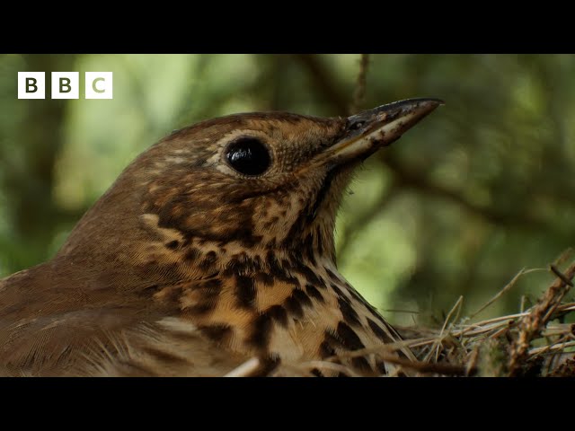 🔴 LIVE wildlife cameras 🐣 7 June 🌺 BBC Springwatch 2024