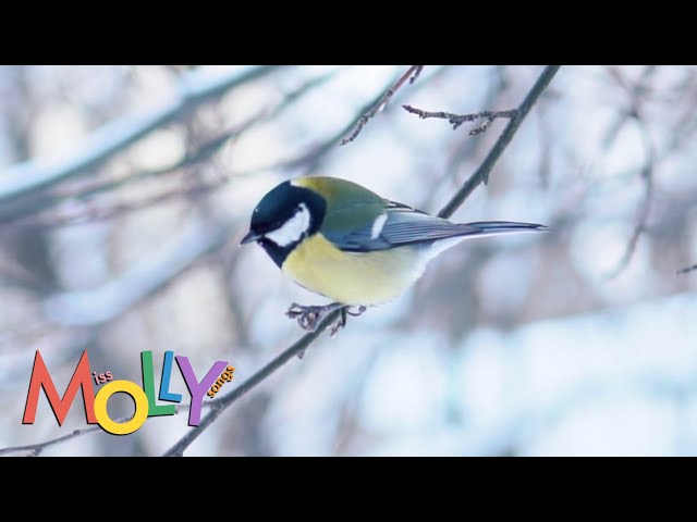 Quiet Winter | Miss Molly Sing Along Songs