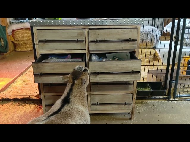 Mischievous Goat Unveils Hidden Talent for Opening Drawers at Ohio Farm