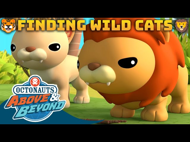 Octonauts: Above & Beyond - Finding Wild Cats 🦁🐯😼 | Compilation | @Octonauts​