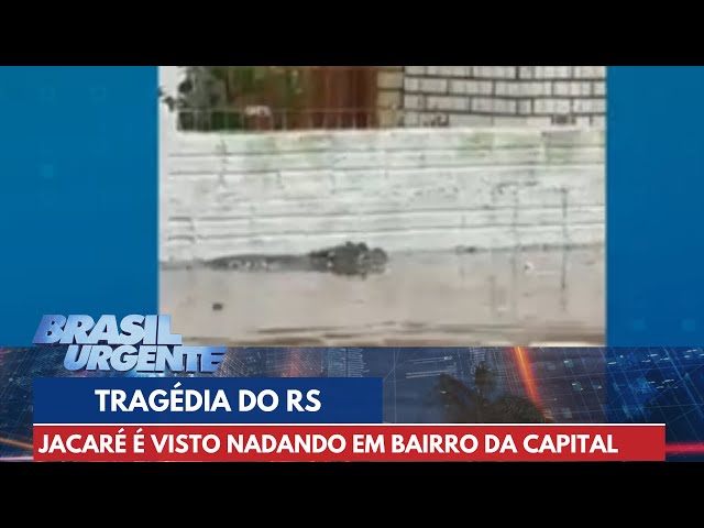 Tragédia do RS: Jacaré é visto nadando em bairro de Porto Alegre | Brasil Urgente