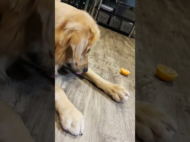Trio of Food Options Gives Retriever 'Paws' for Thought