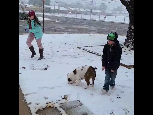Excited English Bulldog Enjoys Snowfall in Midland, Texas