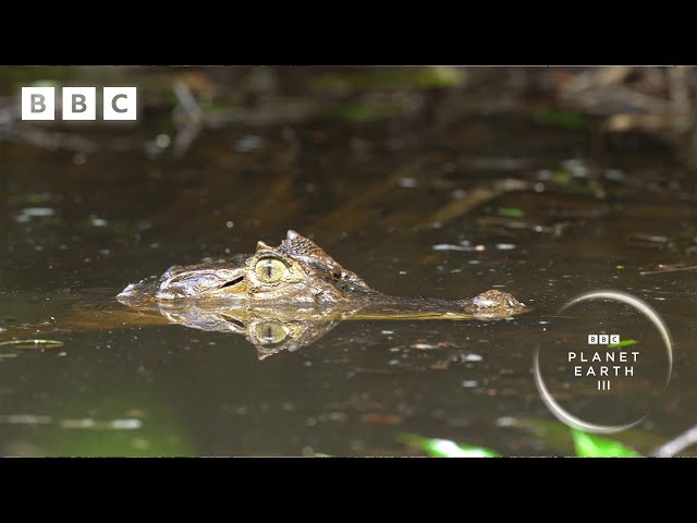 Filming 10,000 frogs in a caiman-infested river 😬 | Planet Earth III - BBC