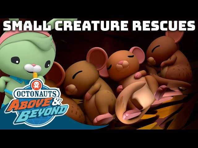 Octonauts: Above & Beyond - Small Creature Rescues ⛑️🐿️ | Compilation | @Octonauts​