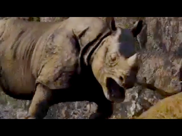 The overly dramatic death of a rhino [Far Cry 4]