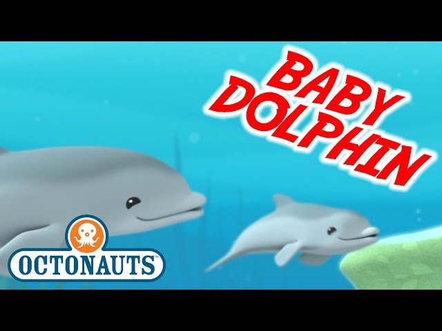 Octonauts - The Baby Dolphin | Series 1 | Full Episode | Cartoons for Kids