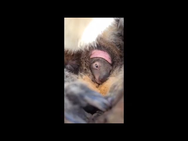 Koala Joey Emerges From Mom's Pouch for First Time in Victoria