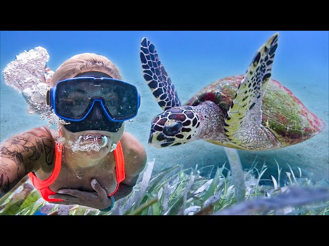 Magical Experience Swimming With Sea Turtles | Vlog#3