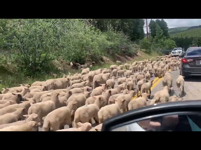Sheep Bring Traffic to a Halt in Rural Colorado