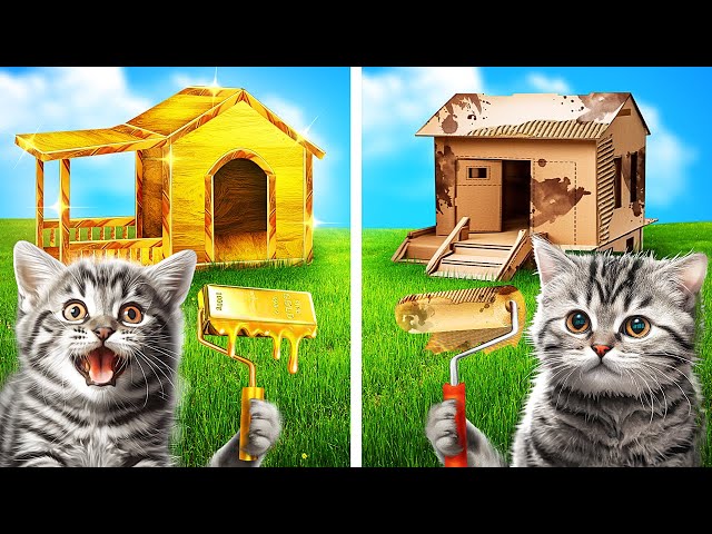 RICH vs BROKE Kitten Room! One Colored Dog House Challenge!
