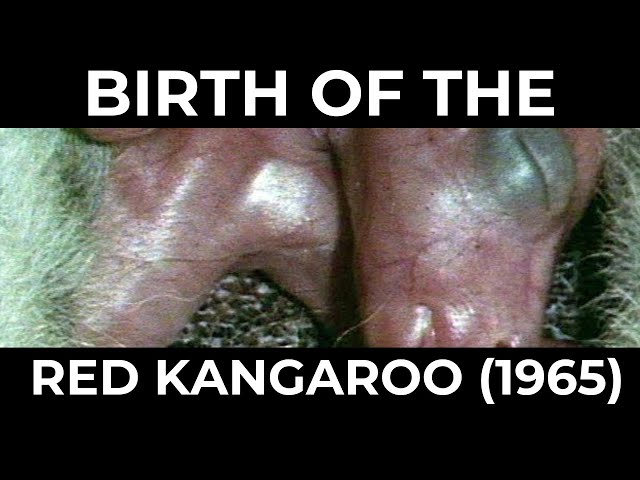 Birth of the red kangaroo (1965)