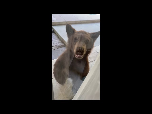 Curious Bear Cub Paws at Sliding Door