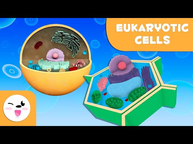 Eukaryotic cells and their parts, for kids - Plant and animal cell