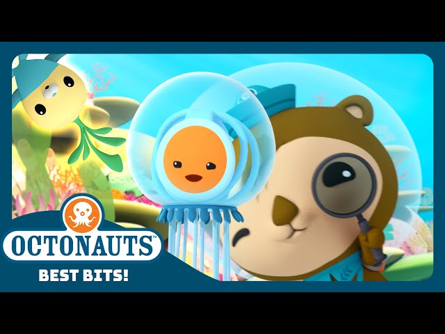 @Octonauts - 🦦 Tunip Helps Shellington Track an Immortal Jellyfish 🎐 |  Season 3 | Best Bits!