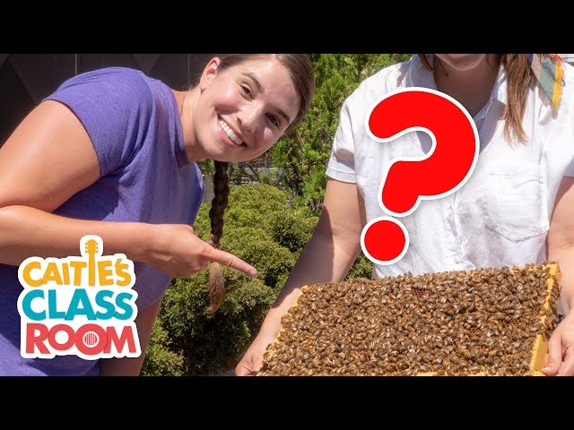 Visit An Urban Beehive & Make Honey | Caitie's Classroom Field Trip | Bees Video for Kids