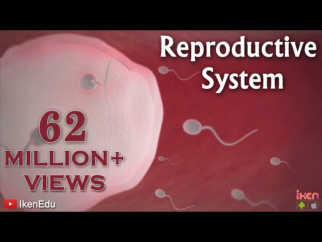Learn About the Male and Female Reproductive Systems | iKen | iKen Edu | iKen App