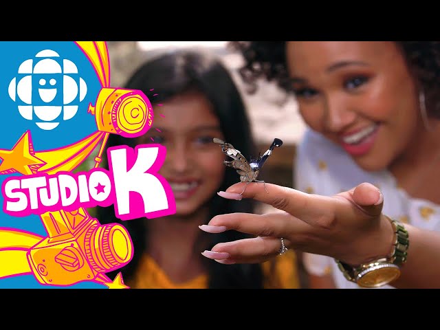 Today's Thing: Butterflies | CBC Kids