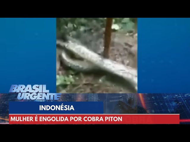Mulher é engolida por cobra na Indonésia | Brasil Urgente