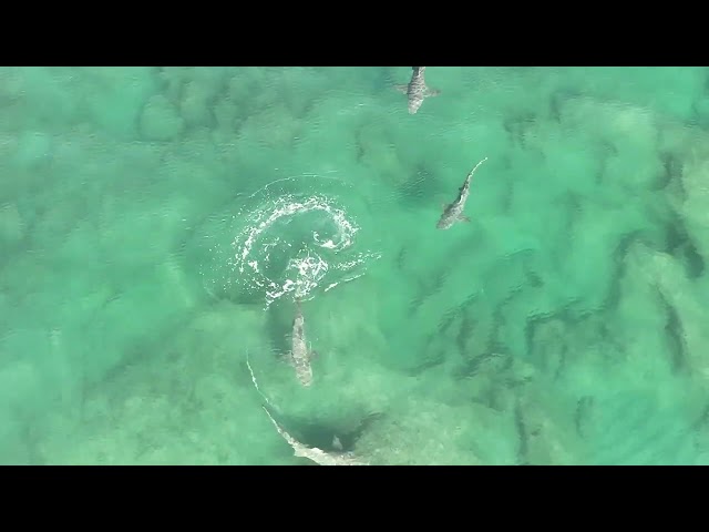 Drone Footage Shows Lemon Sharks Swimming Close to Florida Shore