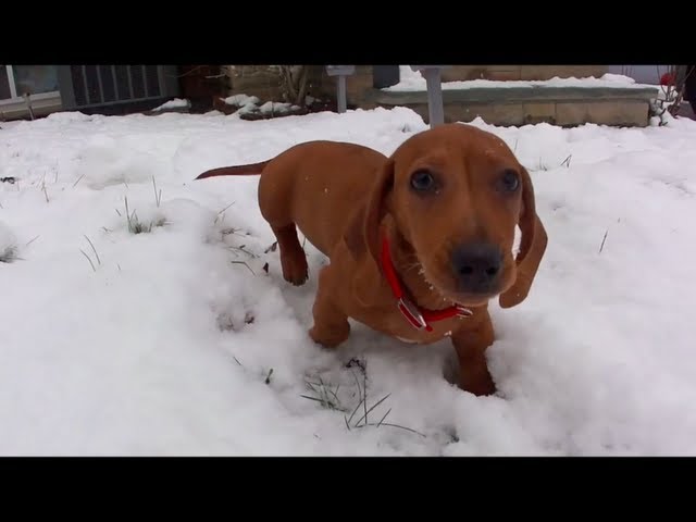 Mini Dachshund - Mr Dash: Playing in the snow