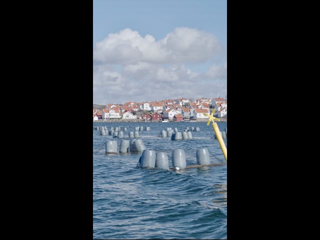 Mussel farming - tasty and environmentally friendly at the same time