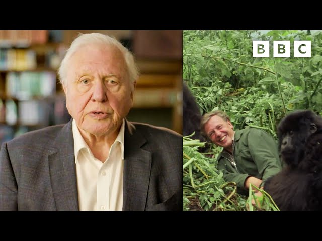 The Impact of David Attenborough and the Natural History Unit | 100 Years of the BBC