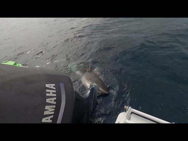 Shark Has Firm Bite of Fishing Boat Motor