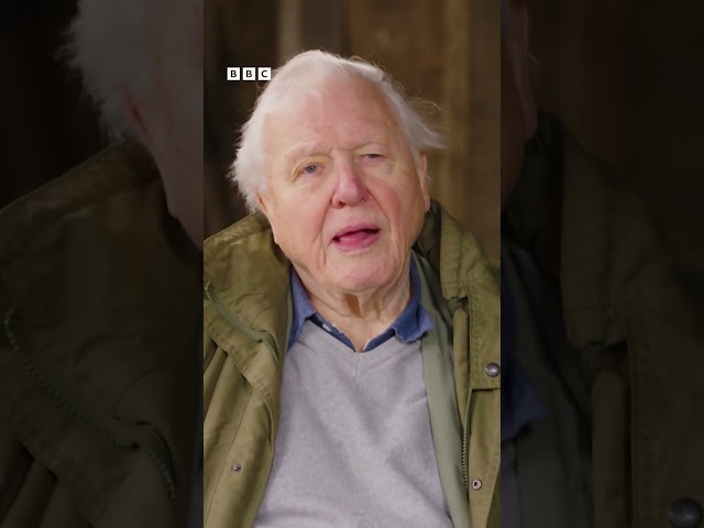 "We should be doing all we possibly can" Sir David Attenborough 🦉#WildIsles, coming soon to #iPlayer