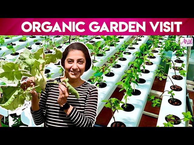 Suhasini Maniratnam Garden Visit| Maadi Thottam, Terrace Garden, Organic Farming