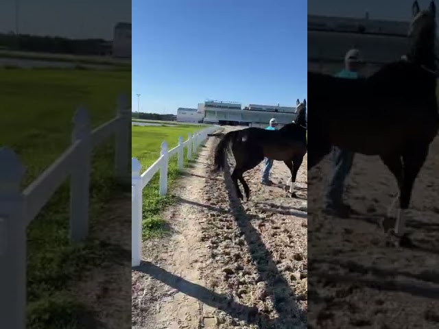 Horse Reacts to Large Alligator Slowly Crossing a Louisiana Racetrack