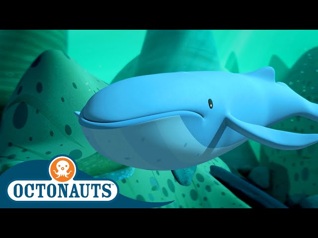 @Octonauts -  🐋 The Mixed Up Whales 🐋 | Season 1 | Full Episodes | Cartoons for Kids