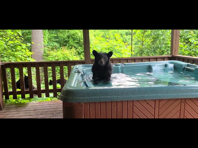 Curious Cub Caught Splashing in Tennessee Hot Tub