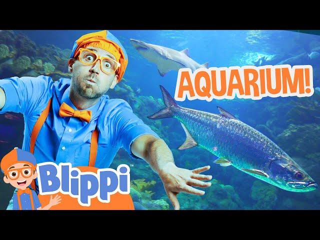 Blippi Visits an Aquarium (Florida) | Blippi Full Episodes | Animal Videos for Kids | Blippi Toys