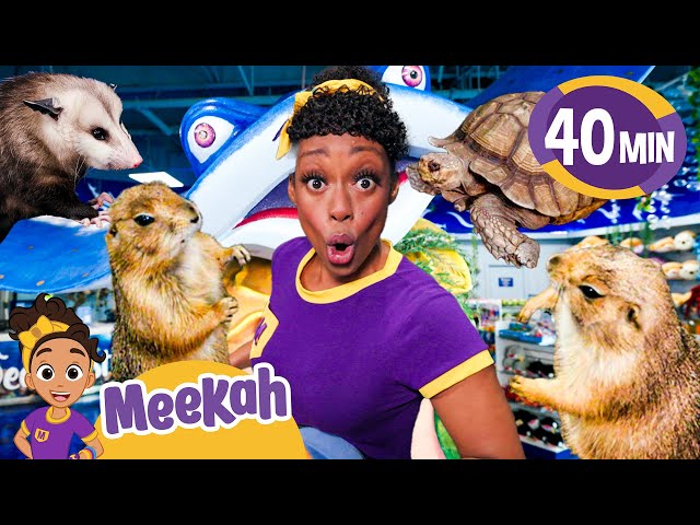 Meet Meekah's Animal Friends | Educational Videos for Kids | Blippi and Meekah Kids TV