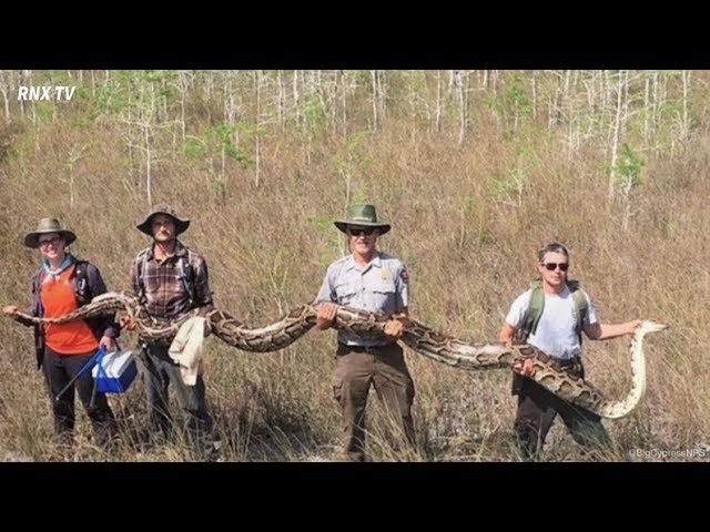 미국 플로리다에서 5.2m짜리 대형 비단뱀 포획- RNX TV