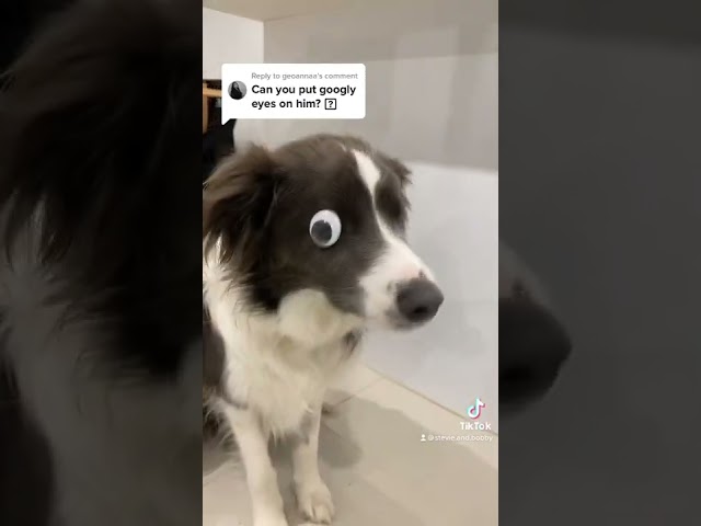 Blind Border Collie Wearing Googly Eyes Is the Cutest Thing You'll See Today