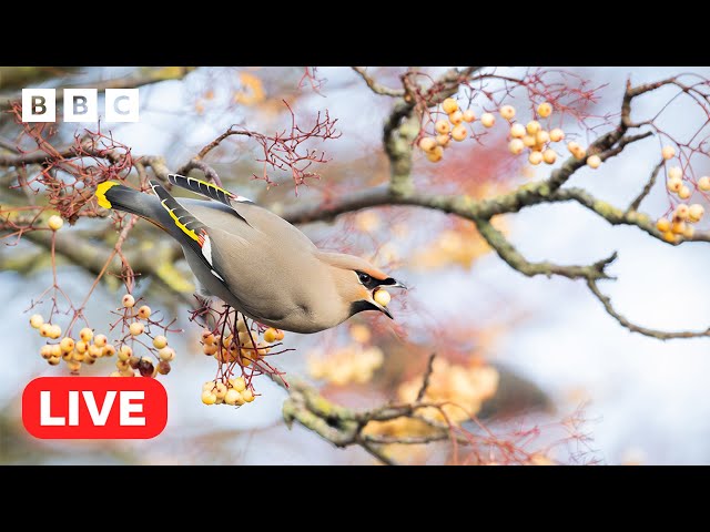 🔴 LIVE wildlife cameras 🐰 18 January ❄️ BBC Winterwatch 2024