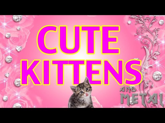 Cute Kittens Metal