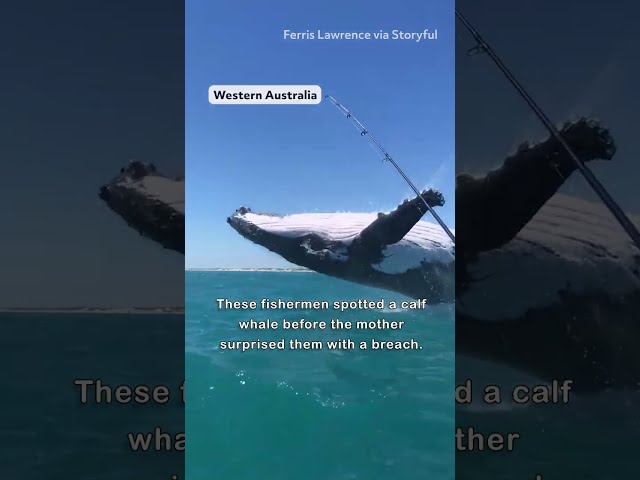 Wildest Whale Breaches