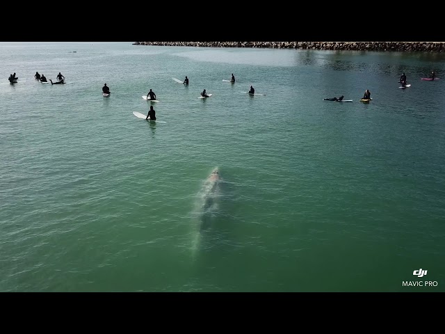 Whale Swims Beneath Group of Surfers Off Southern California Coast