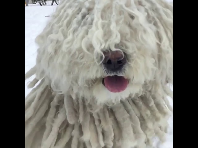 Dog Frolics Through The Snow Looking Like a Happy Mop