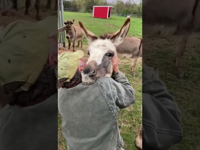 Man Enjoys Cuddle Time with Donkey at Ohio Farm