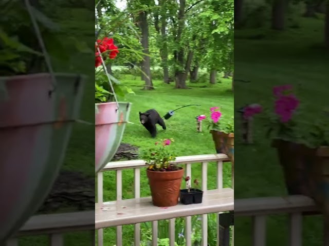Bear Relaxes in Maryland Backyard
