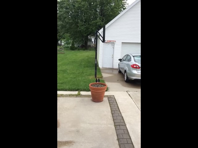 Dastardly Dog Hides Behind Flower Pot