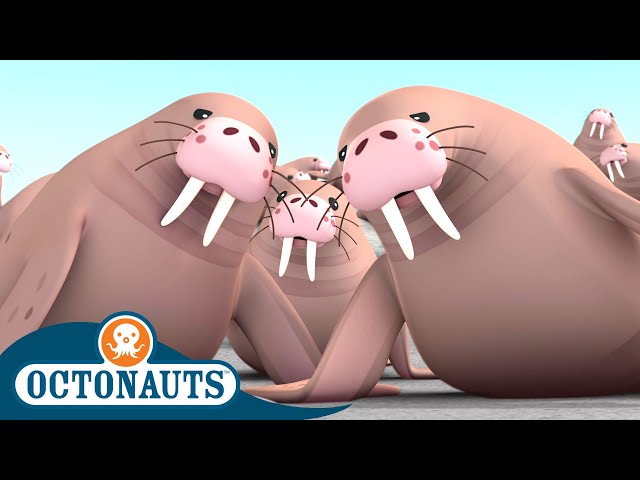 @Octonauts - Land of the Walruses | Full Episode 30 | Cartoons for Kids | Underwater Sea Education
