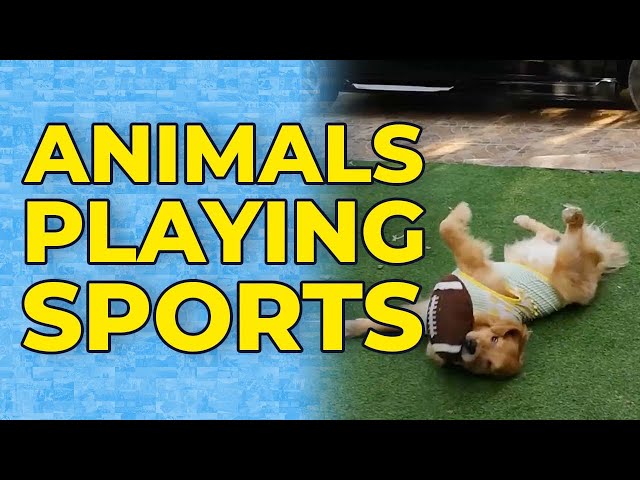Top 10 Animals in Sports