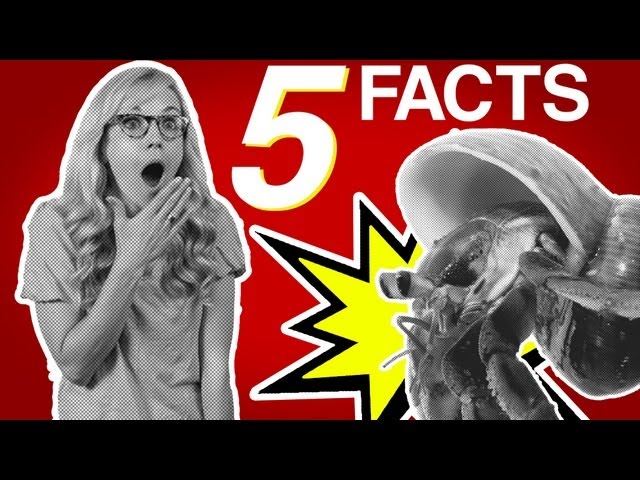 The Hermit Crab With a LEGO Shell | #5facts