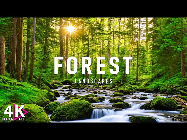 Forest 4K - Relaxation Film - Peaceful Relaxing Music - Nature 4k Video UltraHD