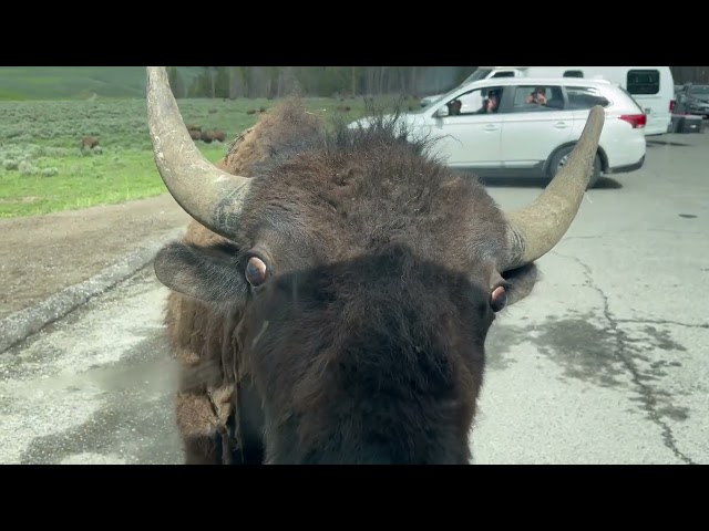 Bison Licks Car in Yellowstone National Park